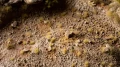 Special Tufts - Tiny Beige (2mm)