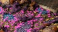 Special Tufts - Tiny Alien Neon (2mm) 