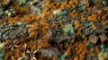 Grass Tufts - Copper Brown (2mm) 