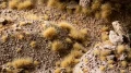 Gamers Grass - Beige 6mm (Wild)