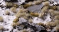 Grass tufts - 5 mm - Winter (Wild)