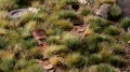 Grass tufts - 6 mm - Strong Green (Wild)