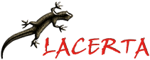 Lacerta